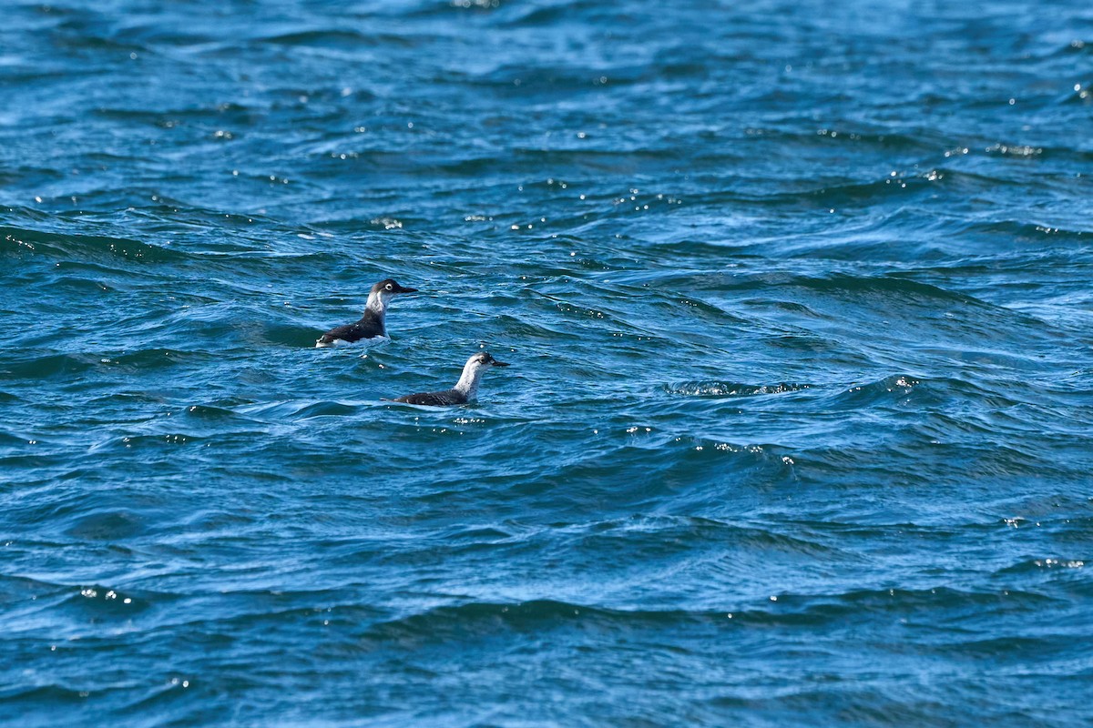 Pigeon Guillemot - ML647168184
