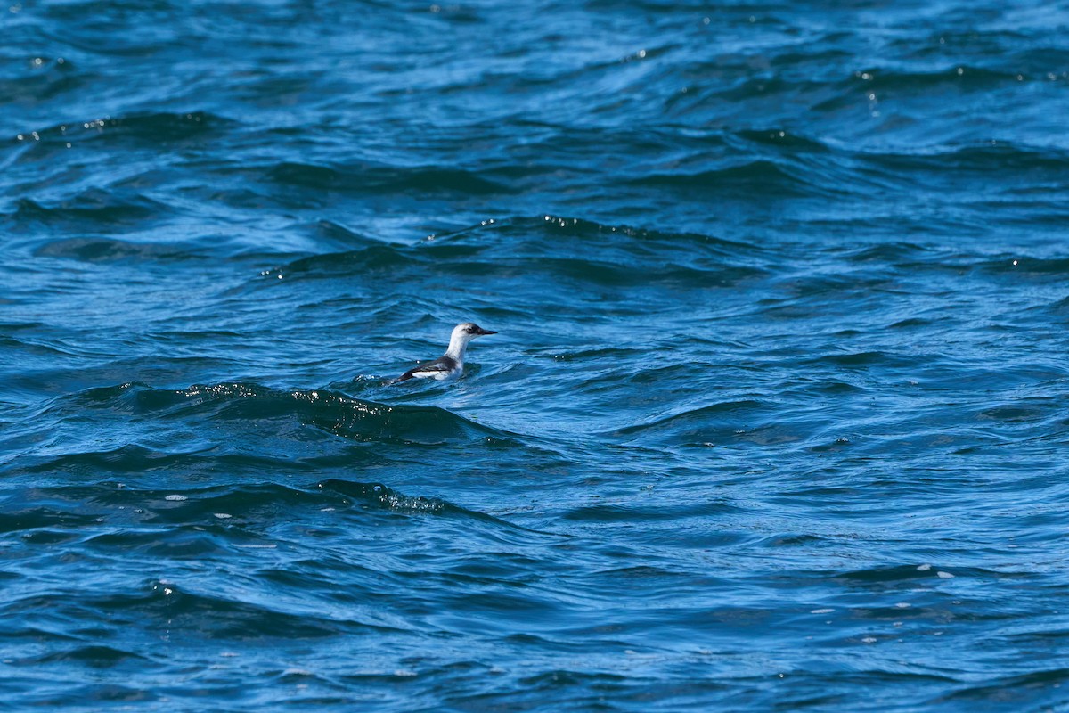 Pigeon Guillemot - ML647168185