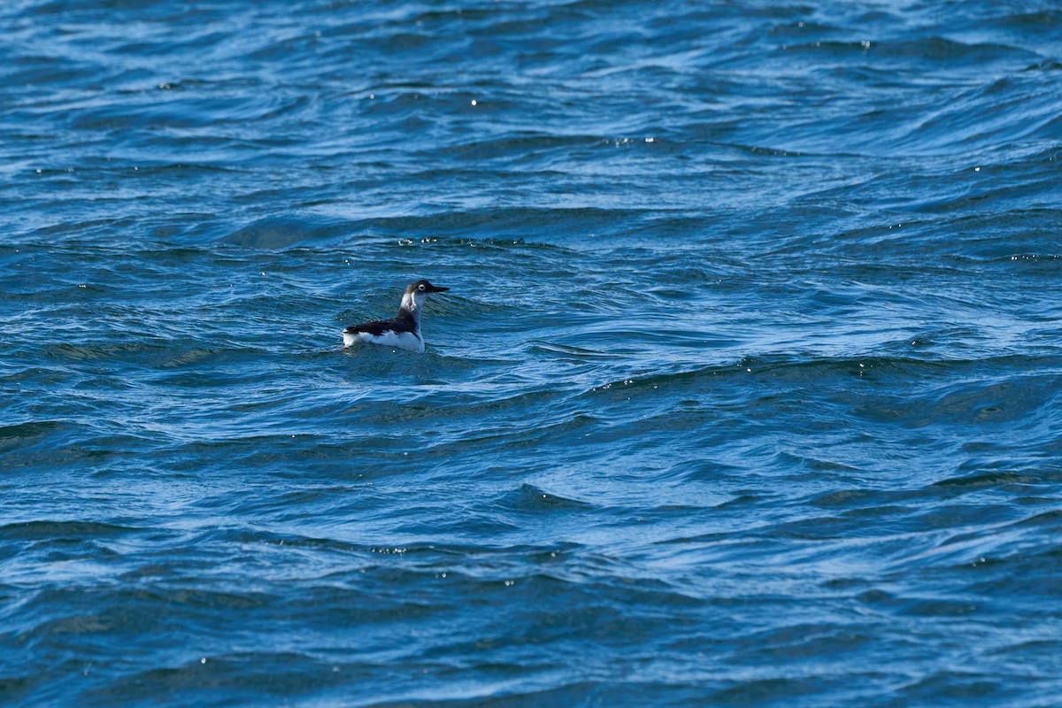 Pigeon Guillemot - ML647168186