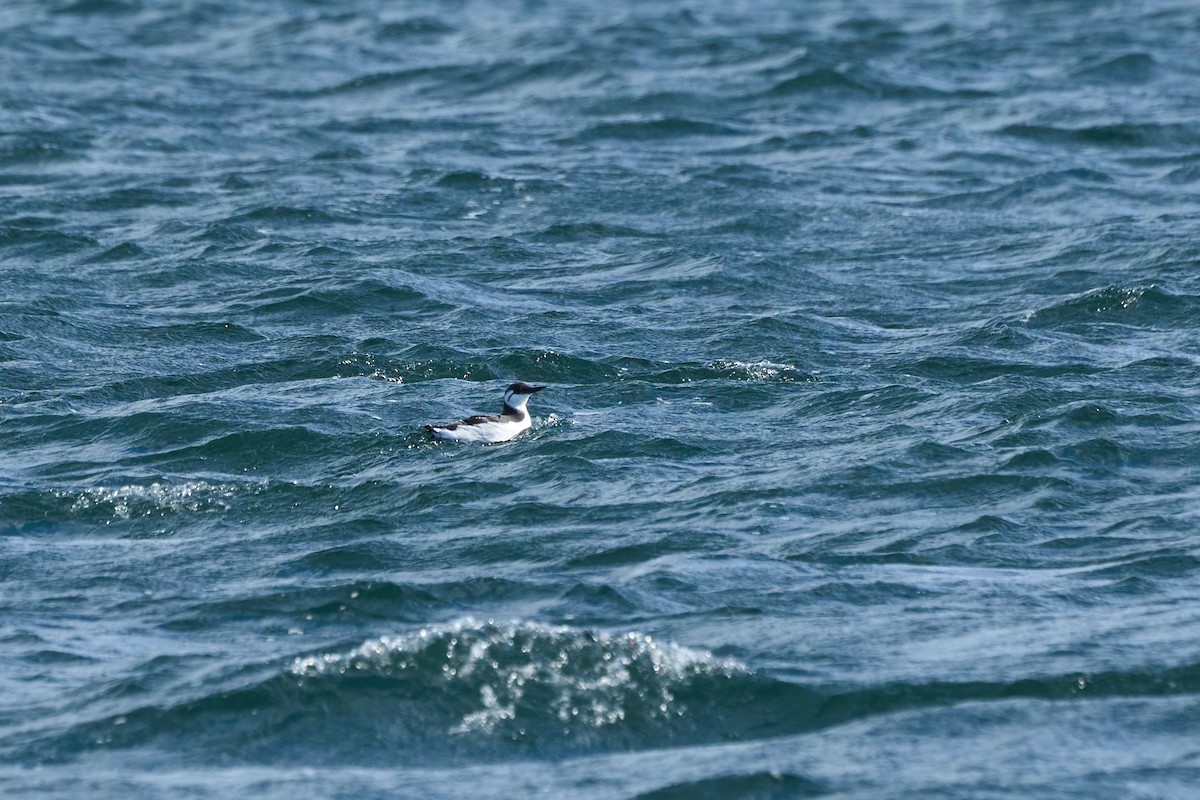 Common Murre - ML647168191