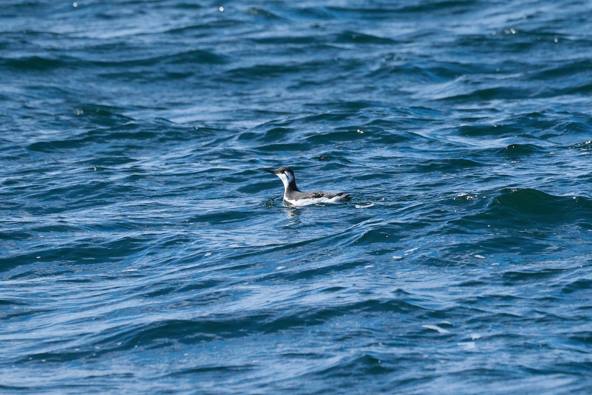 Common Murre - ML647168192