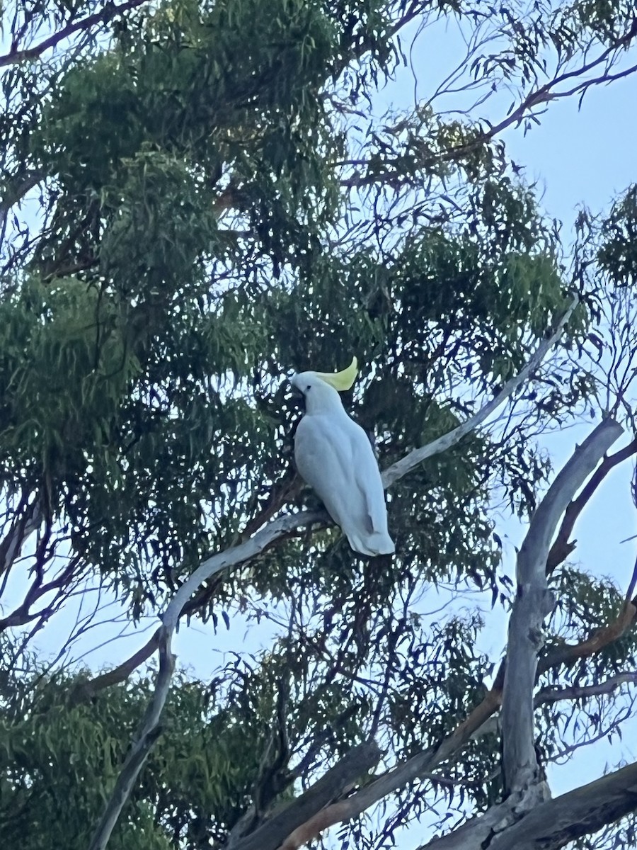 Какаду жовточубий - ML647168193