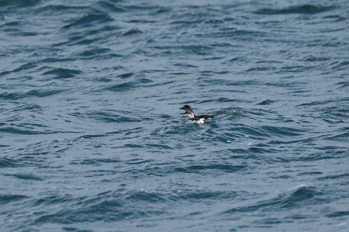 Pigeon Guillemot (snowi) - ML647168201
