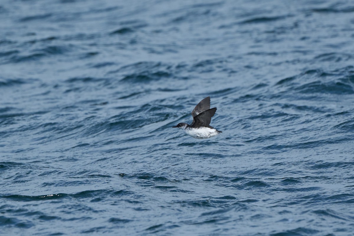 Pigeon Guillemot (snowi) - ML647168202