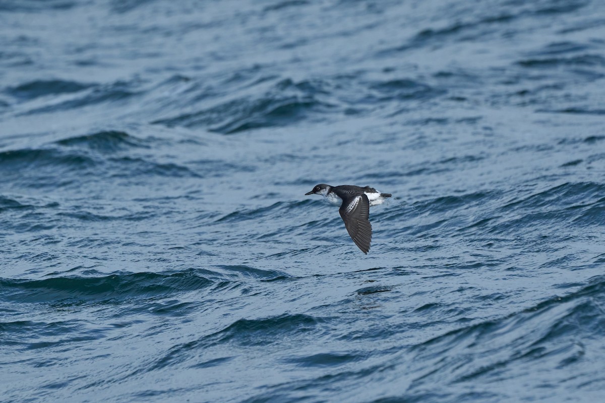 Pigeon Guillemot (snowi) - ML647168203