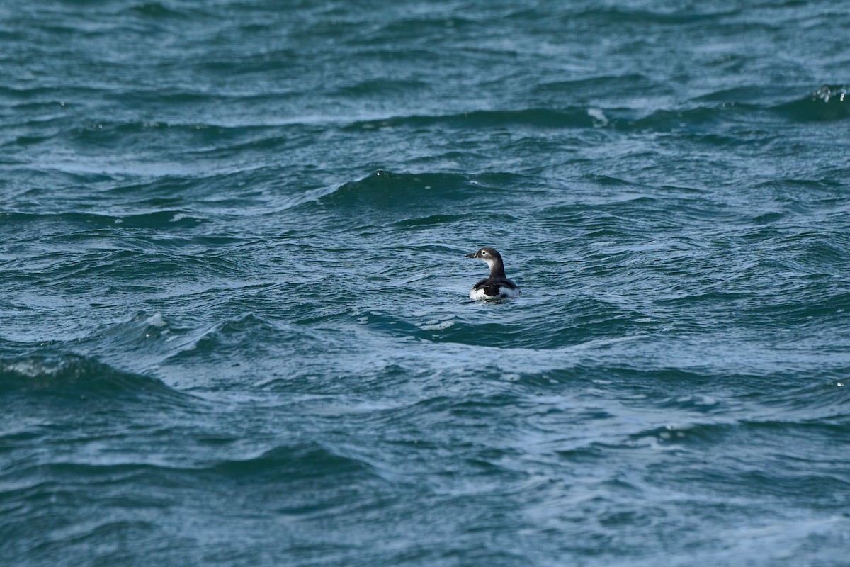 Spectacled Guillemot - ML647168207