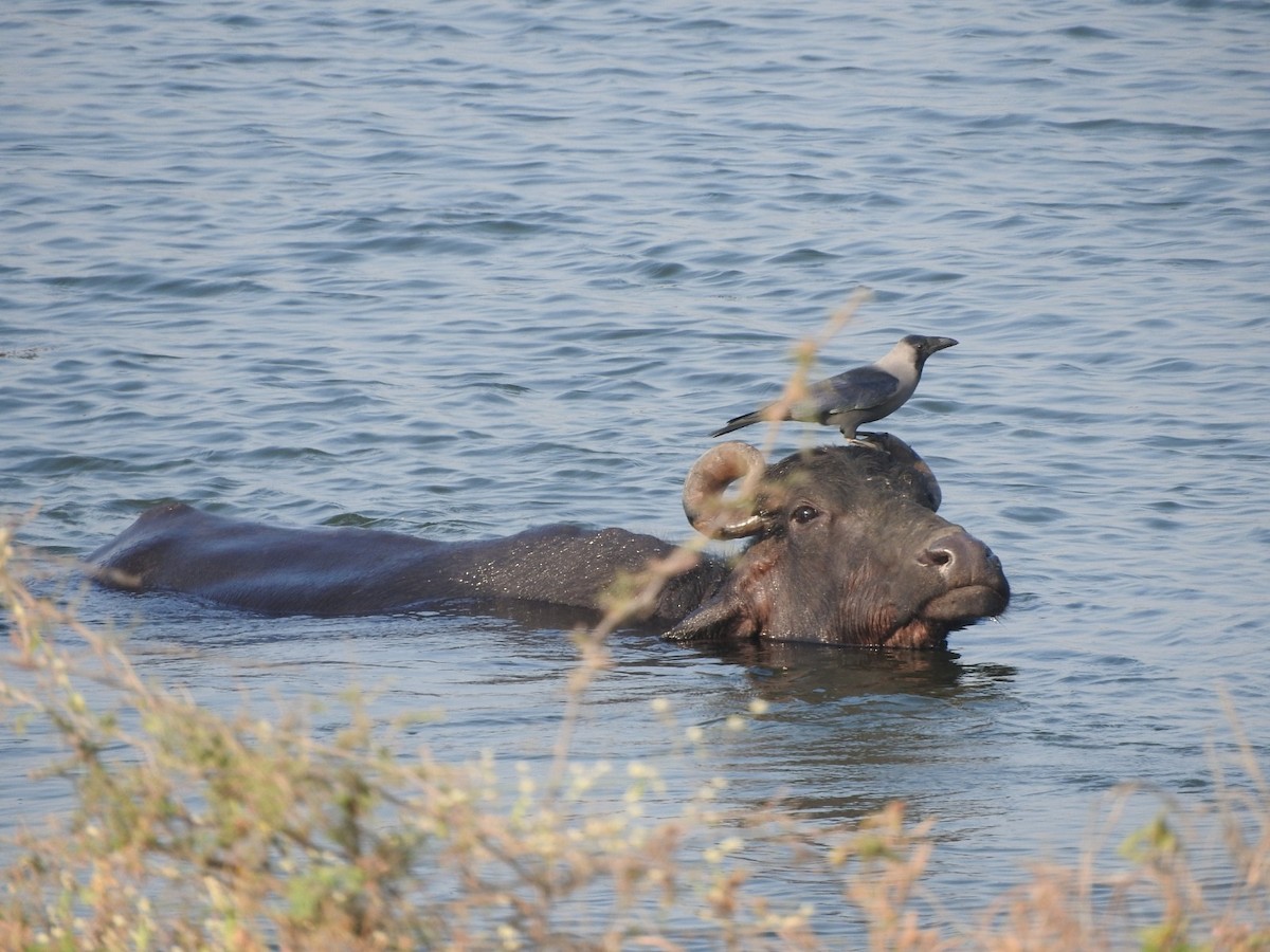 家烏鴉 - ML647168208