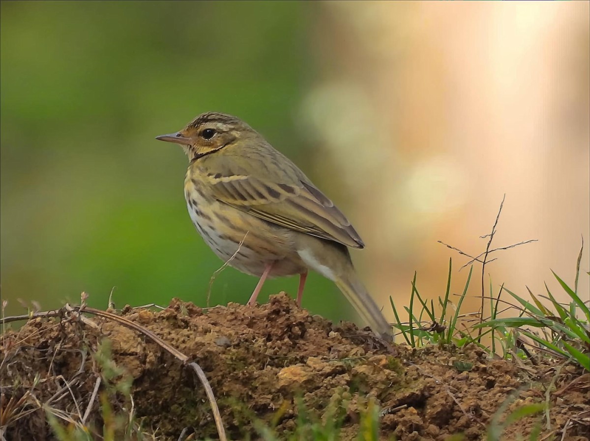 Olive-backed Pipit - ML647168209