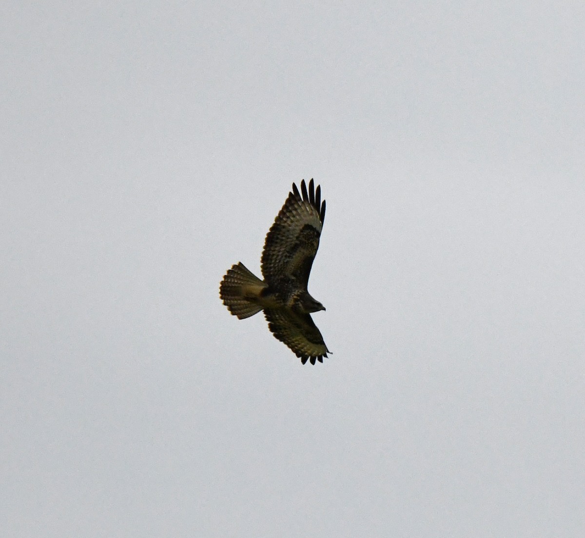 Common Buzzard (Western) - ML647168210