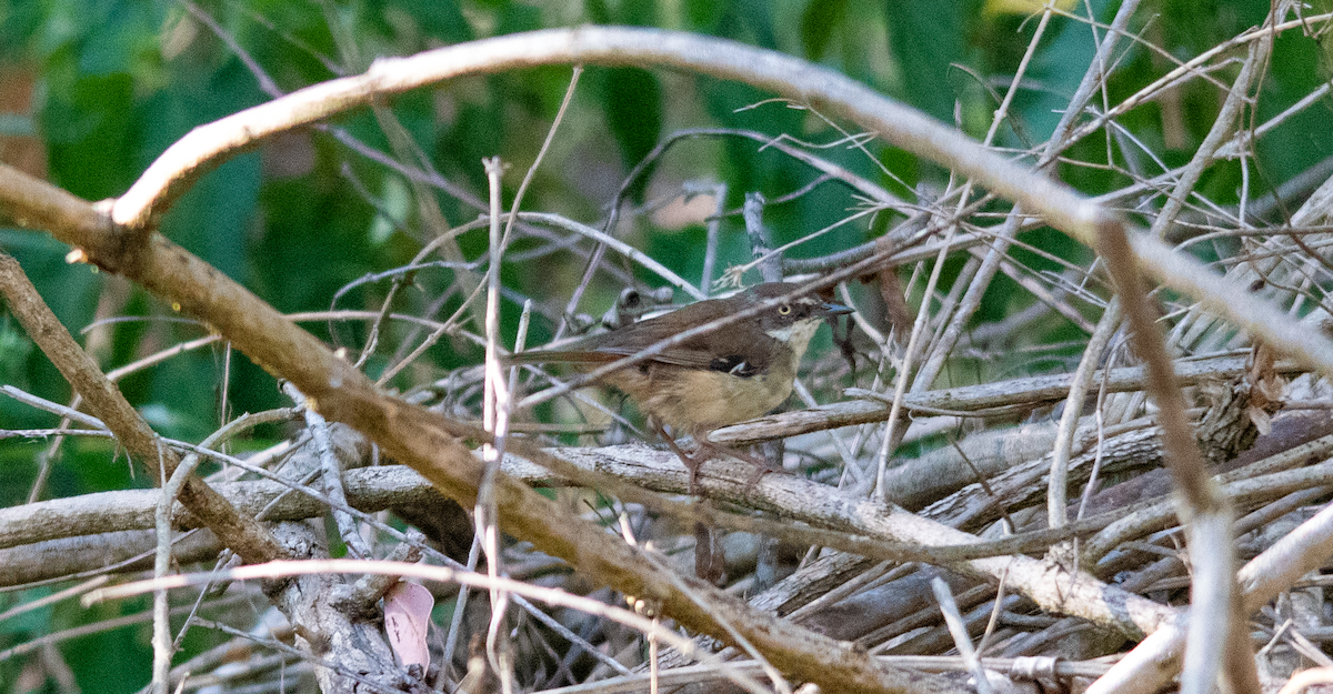 White-browed Scrubwren - ML647168211