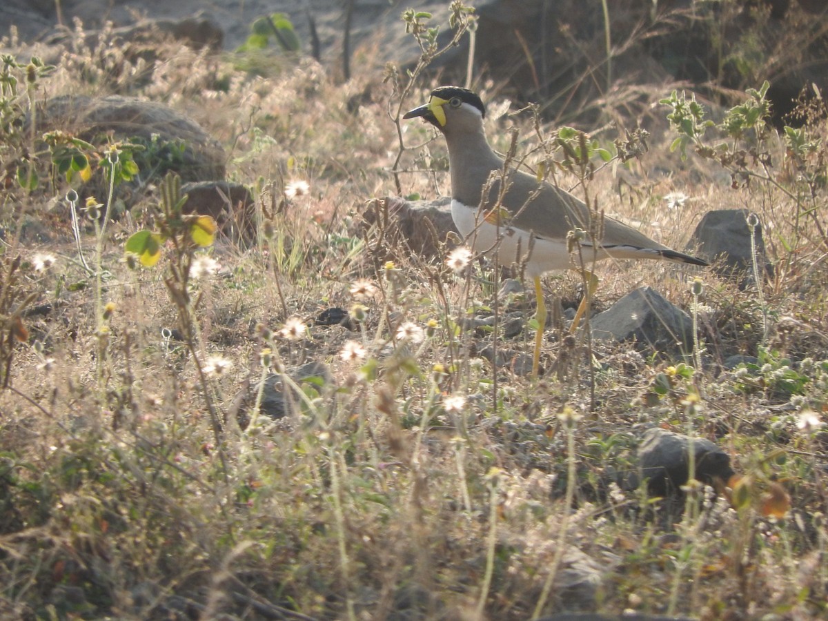 Yellow-wattled Lapwing - ML647168212