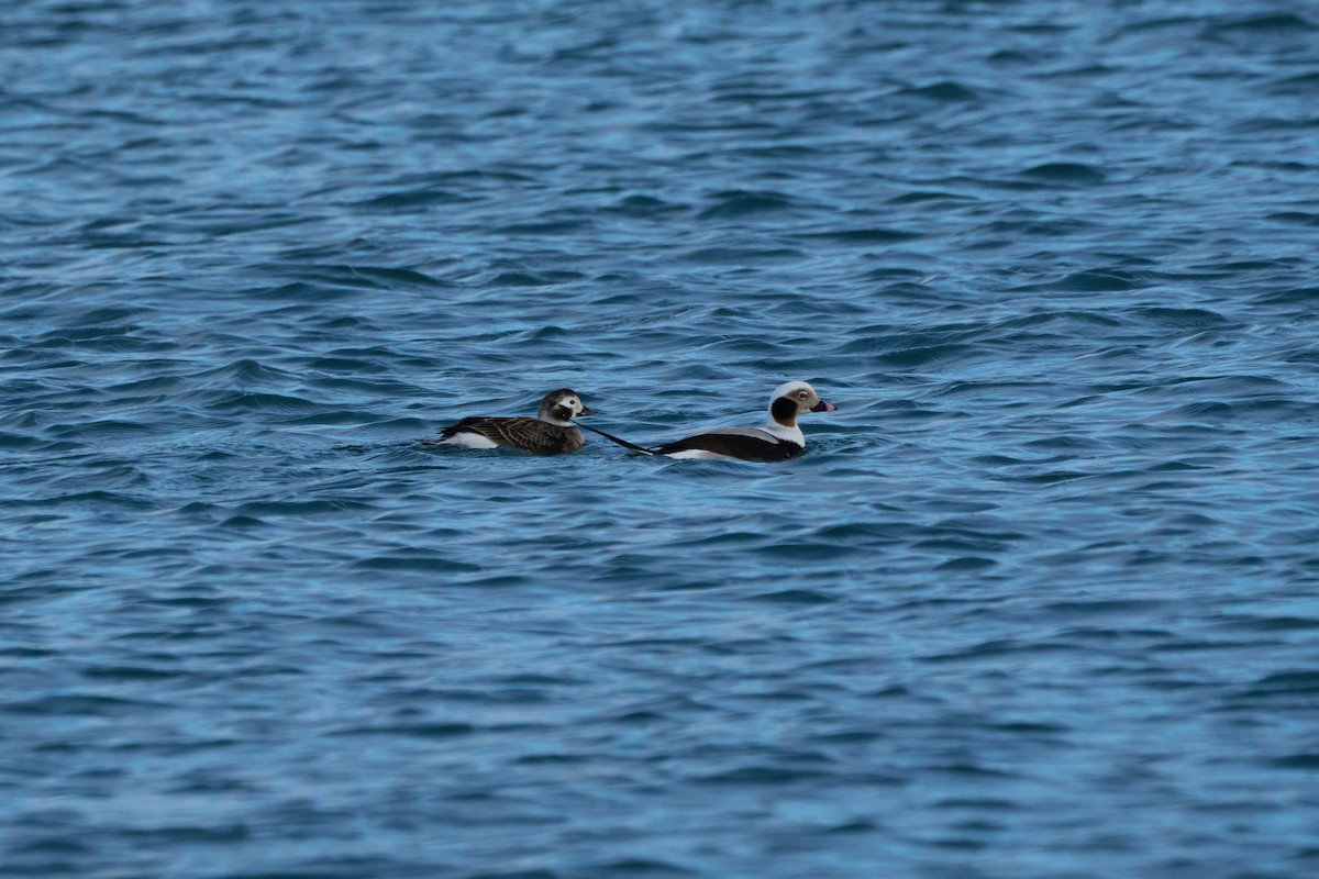 Long-tailed Duck - ML647168213