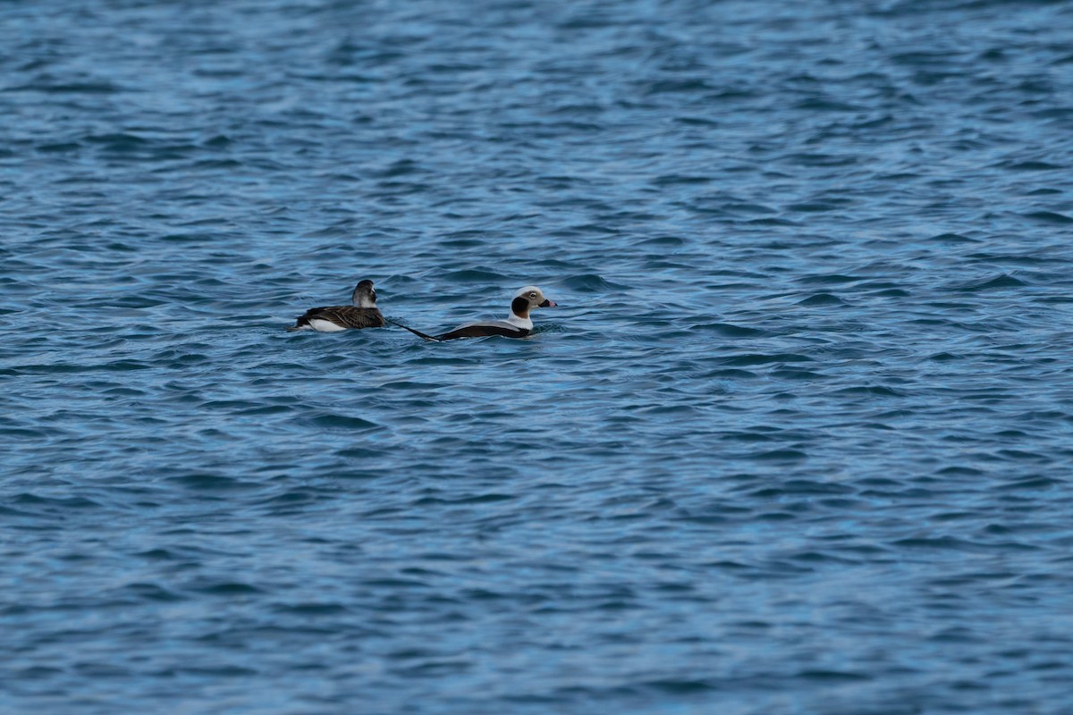 Long-tailed Duck - ML647168214