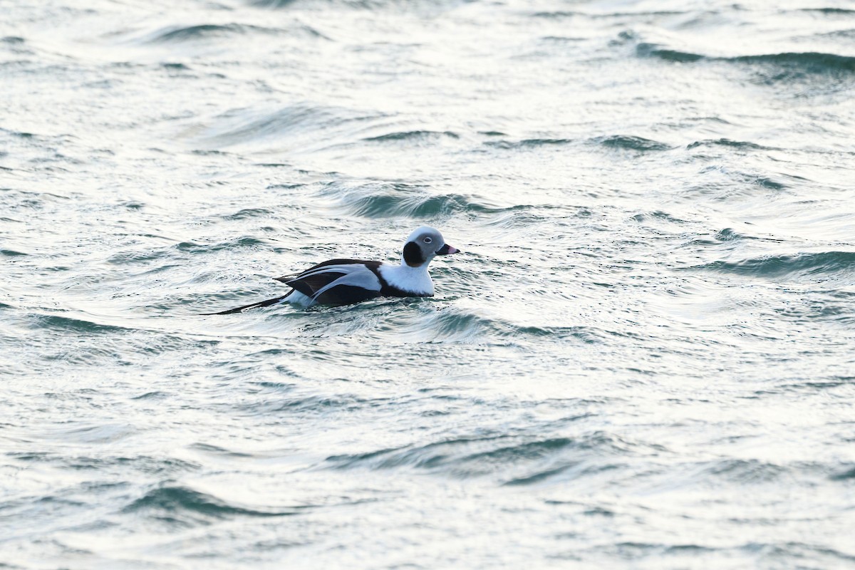 Long-tailed Duck - ML647168215