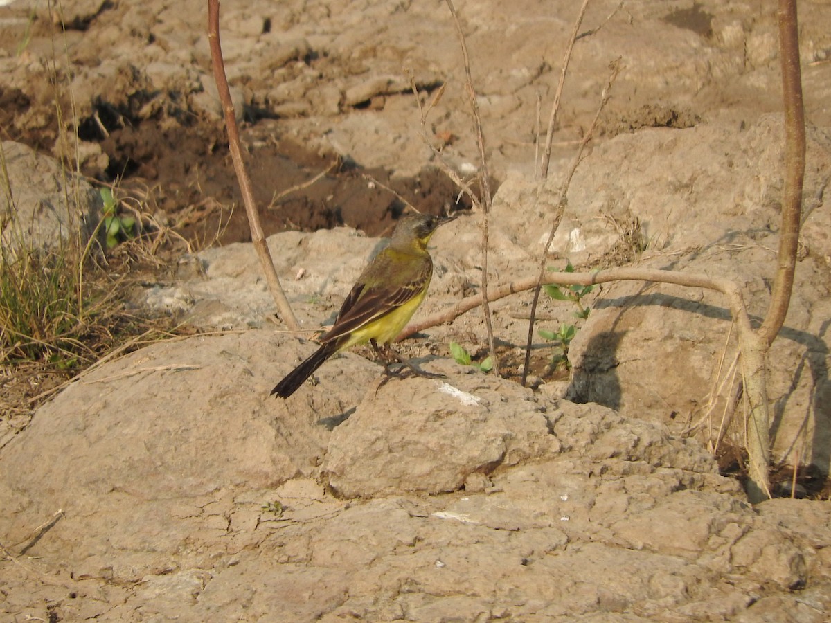 西方黃鶺鴒 - ML647168216