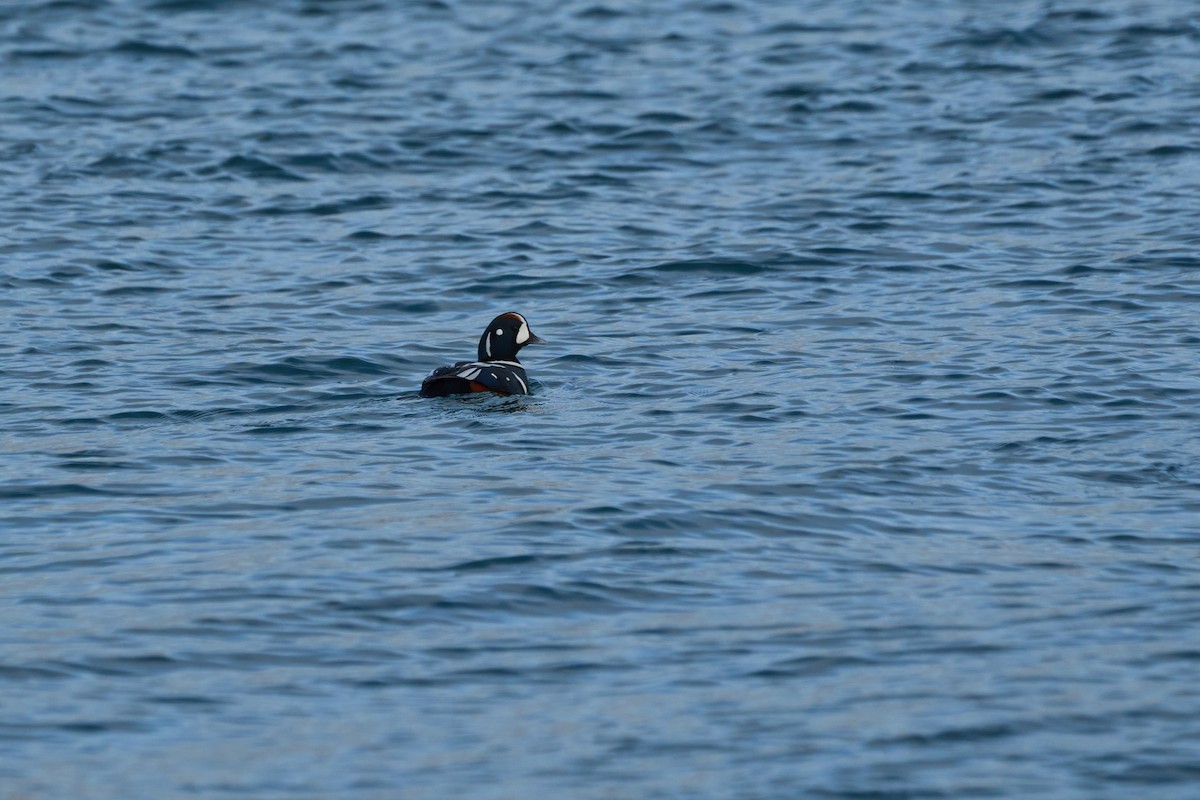 Harlequin Duck - ML647168217