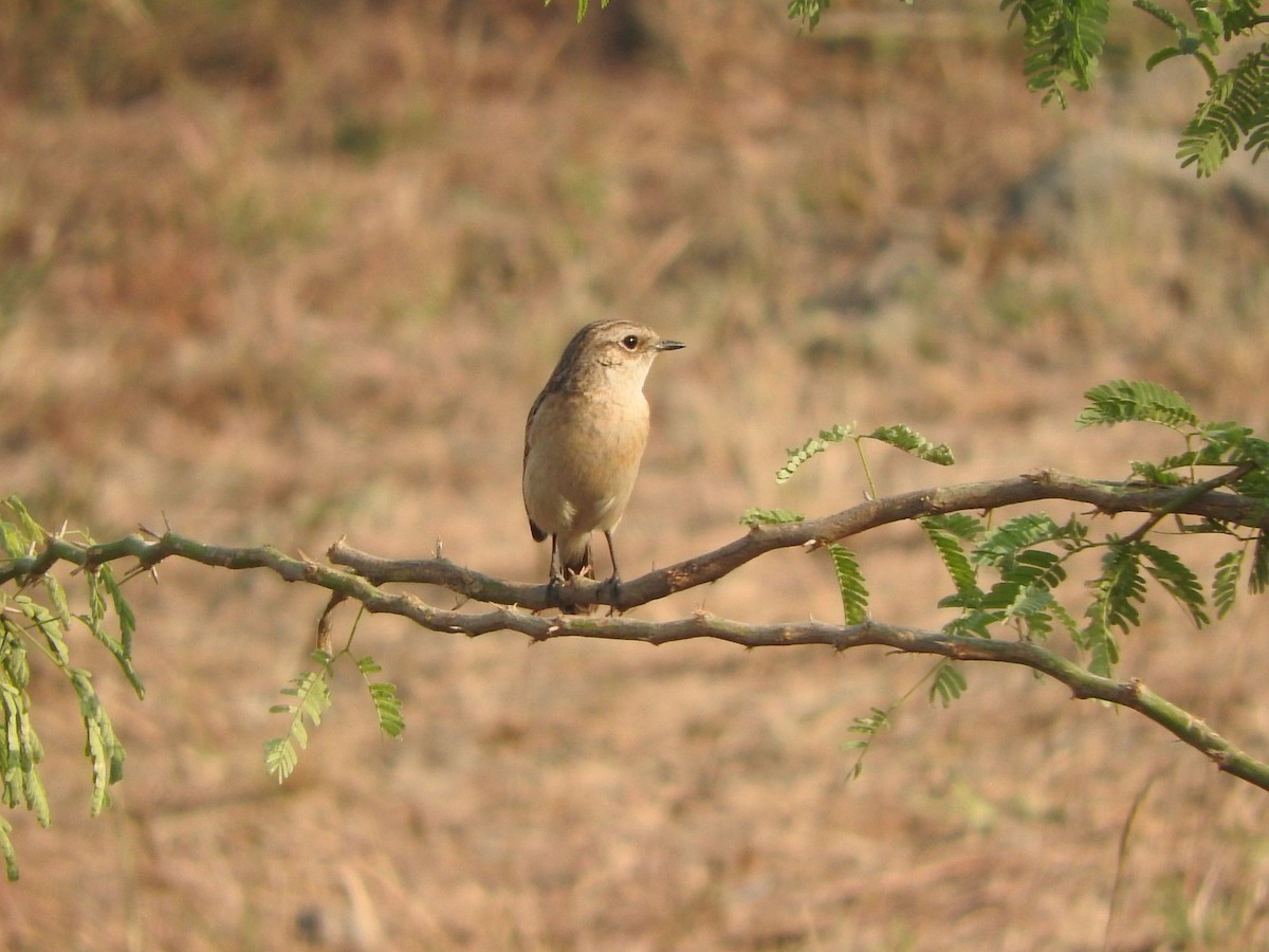 Siberian Stonechat - ML647168224