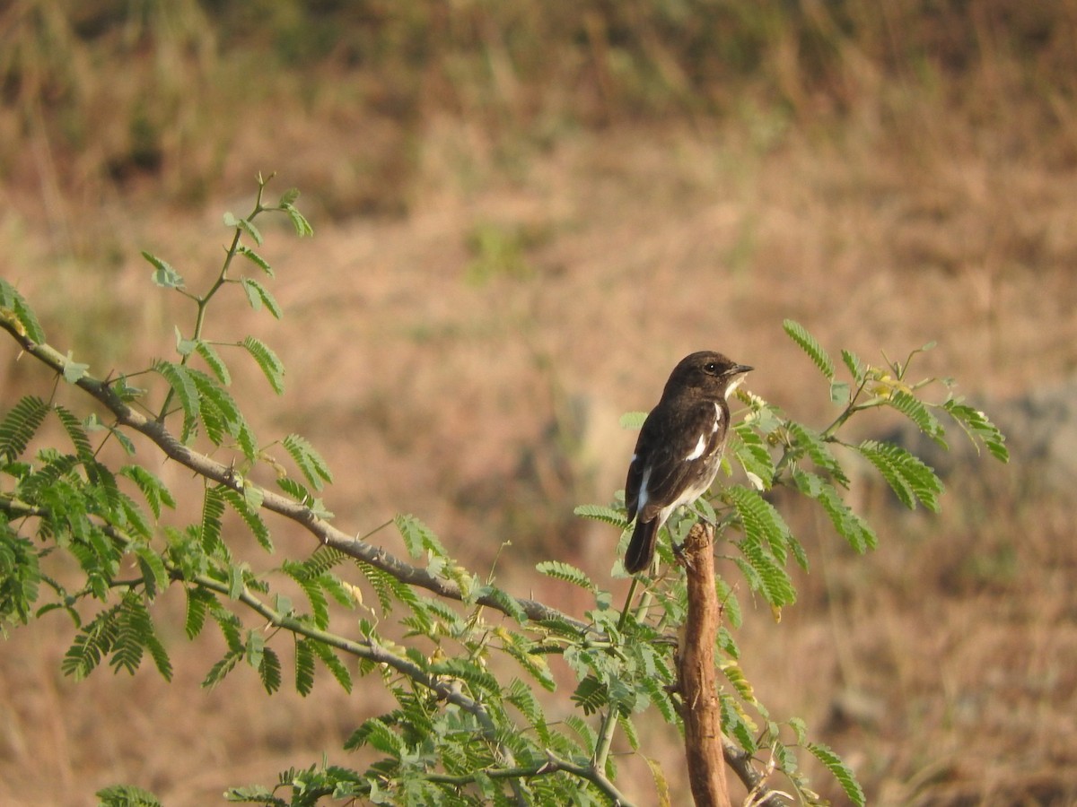 白斑黑石䳭 - ML647168226