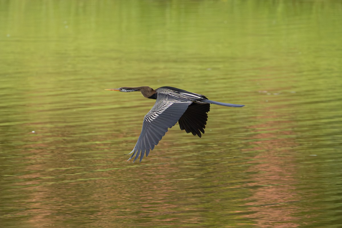 Oriental Darter - ML647168228
