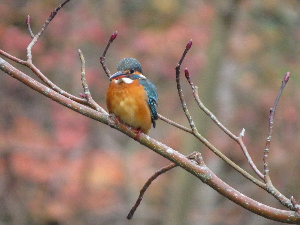 Common Kingfisher - ML647168230