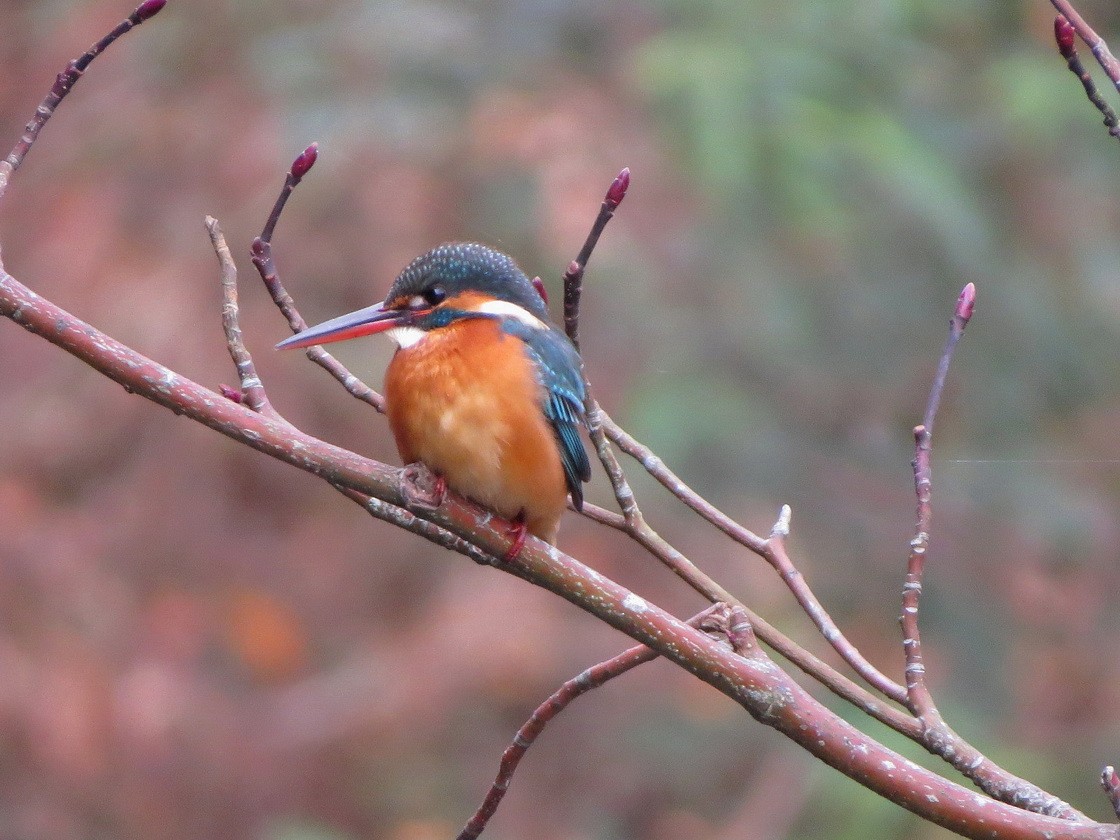 Common Kingfisher - ML647168231