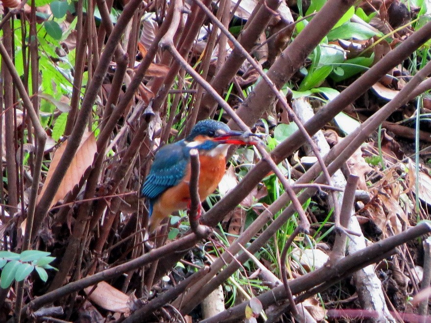 Common Kingfisher - ML647168234