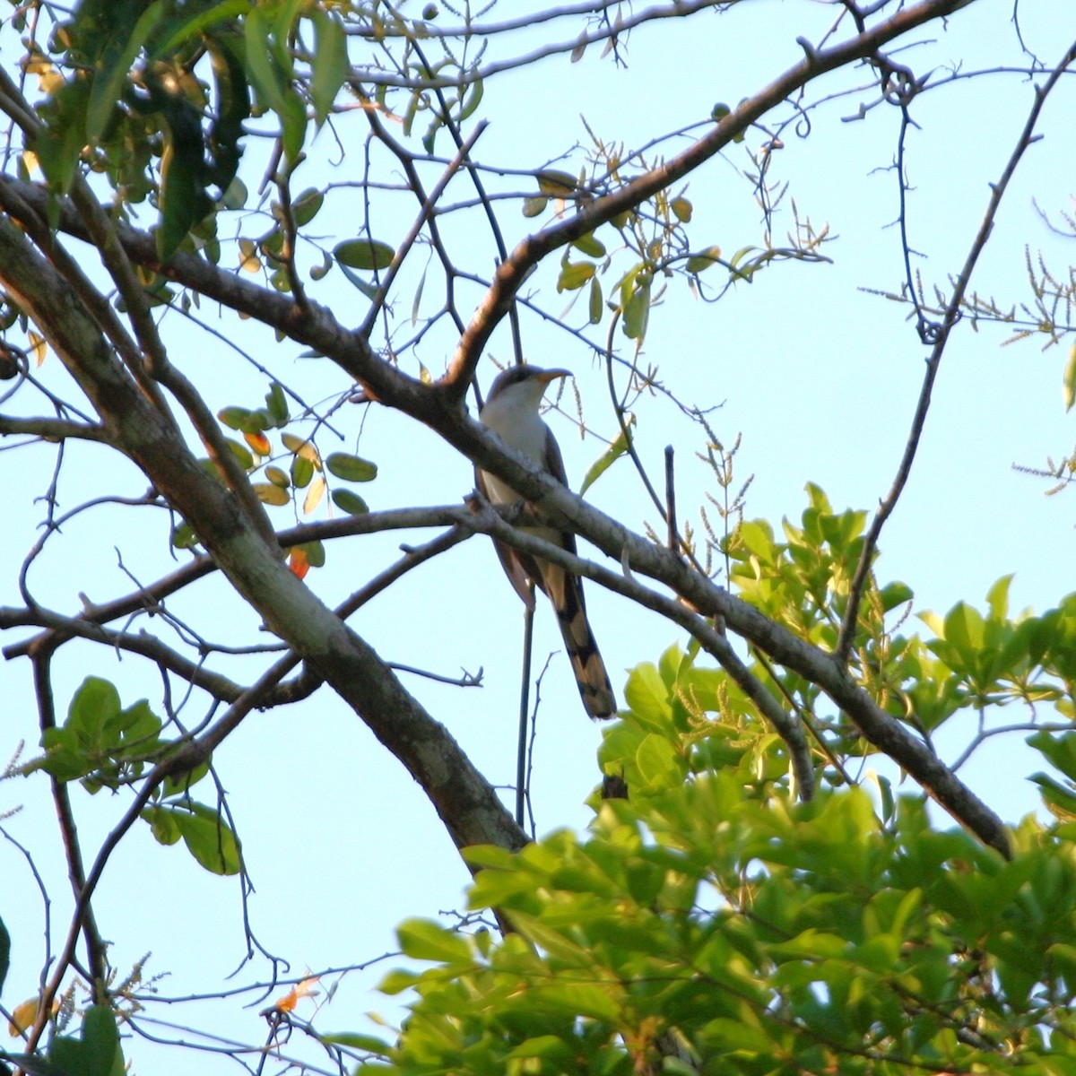 Yellow-billed Cuckoo - ML647168237