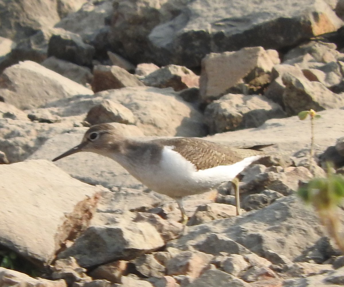 Common Sandpiper - ML647168238