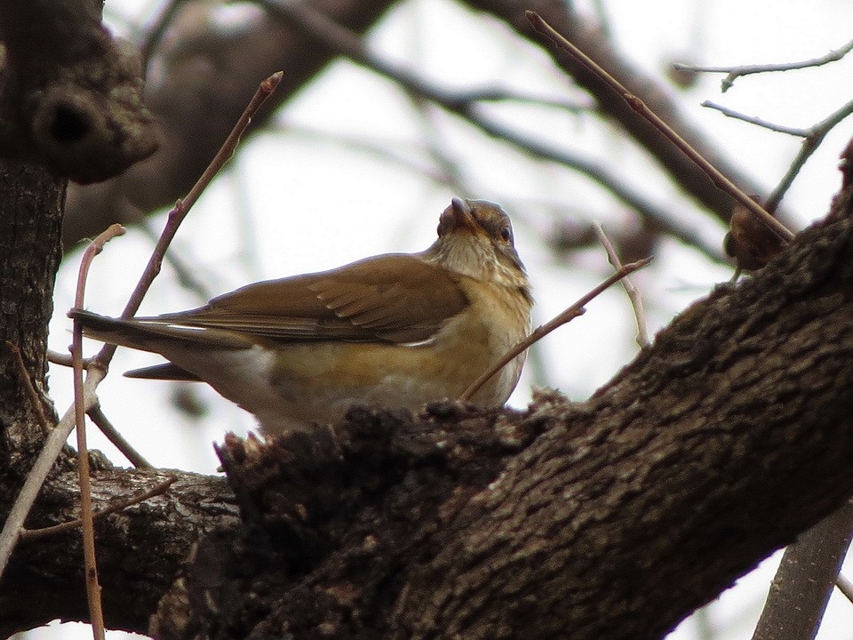 Pale Thrush - ML647168242