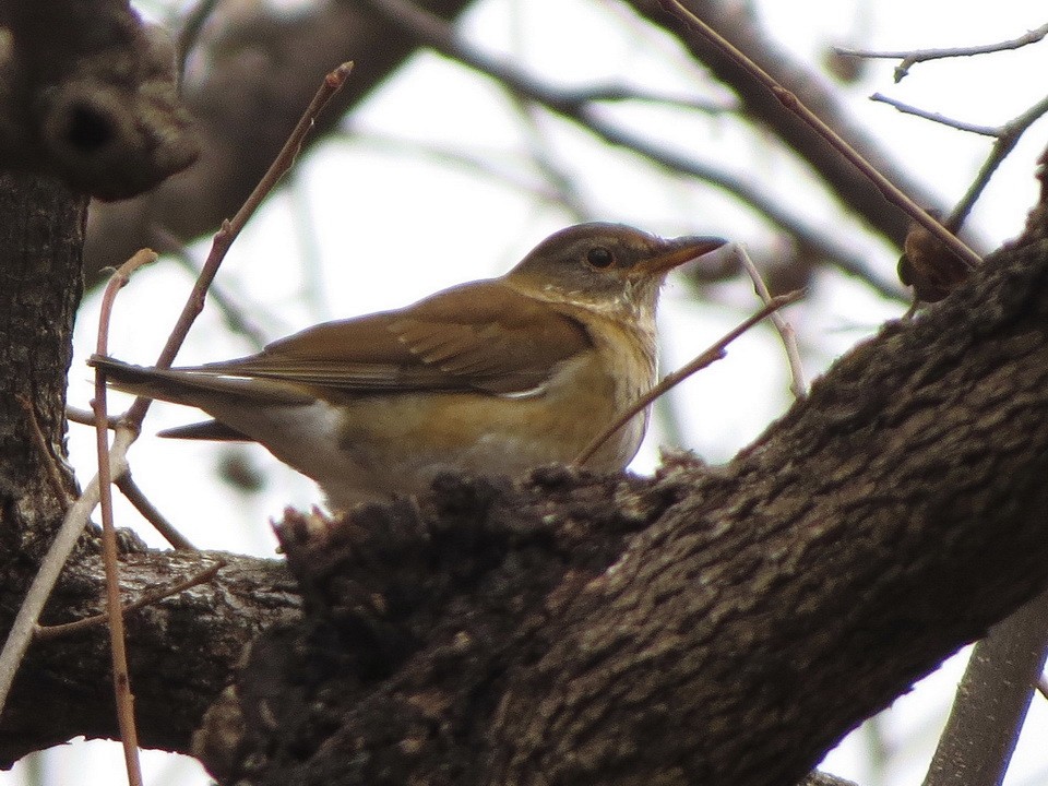 Pale Thrush - ML647168247