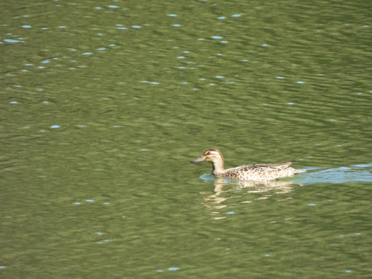 Цагаан хөмсөгт нугас - ML647168248