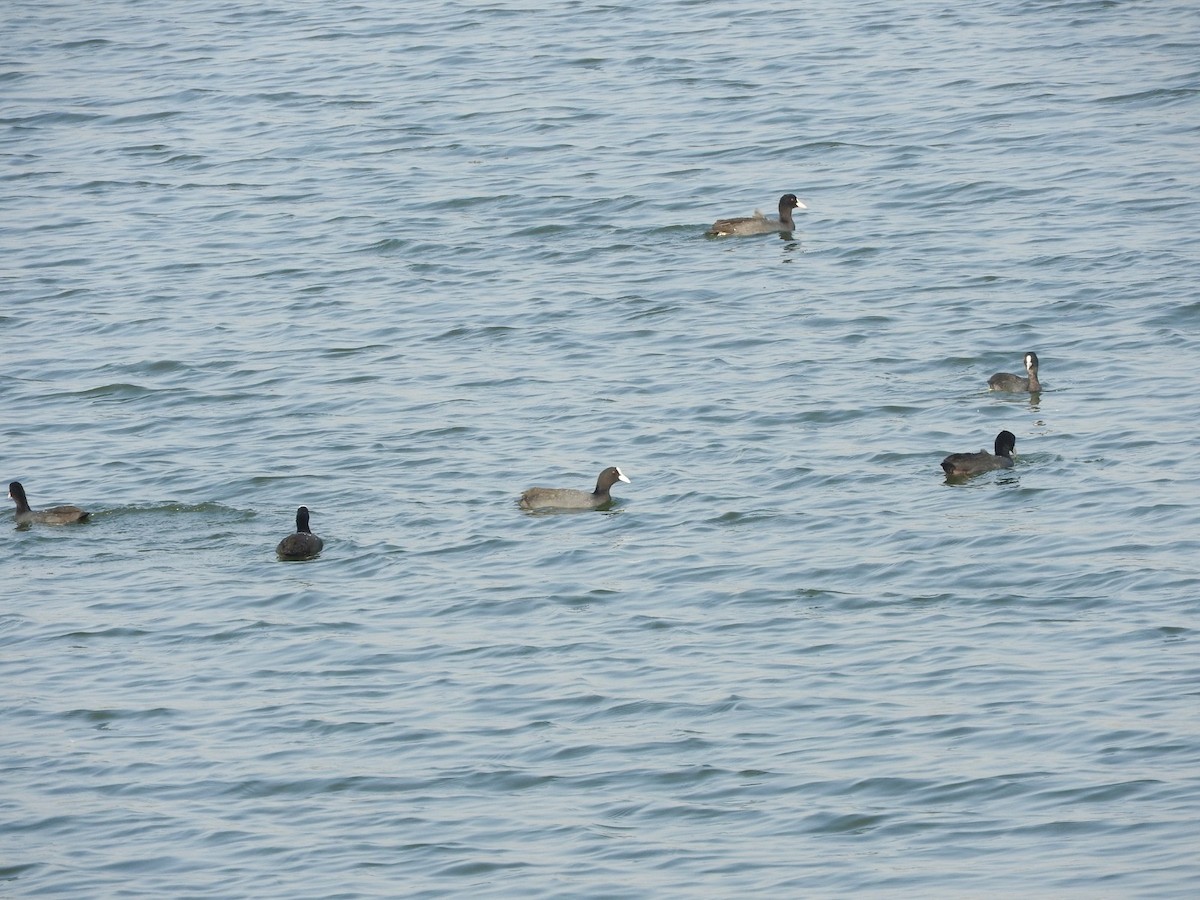 白冠雞 - ML647168249