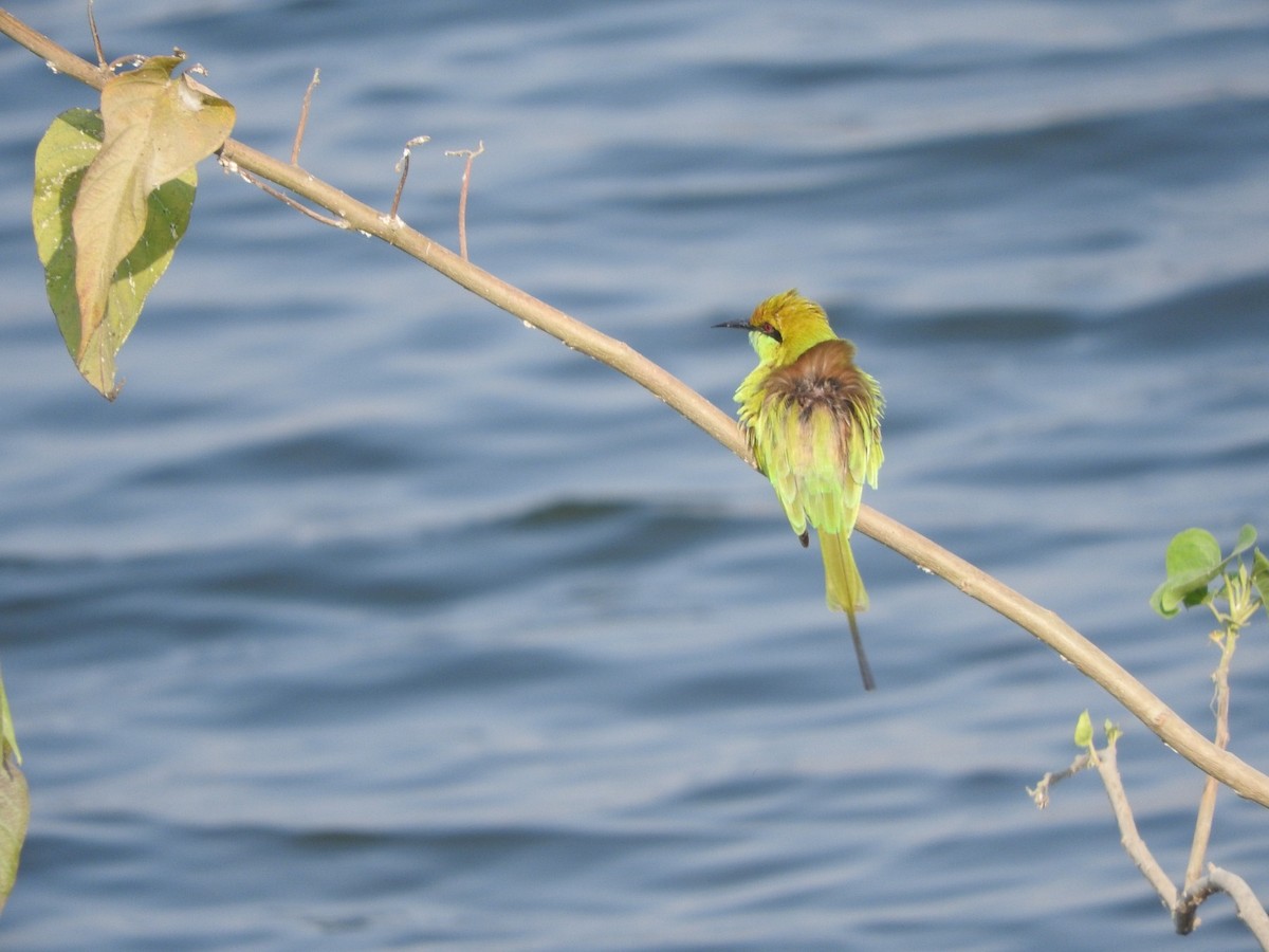 Asian Green Bee-eater - ML647168251