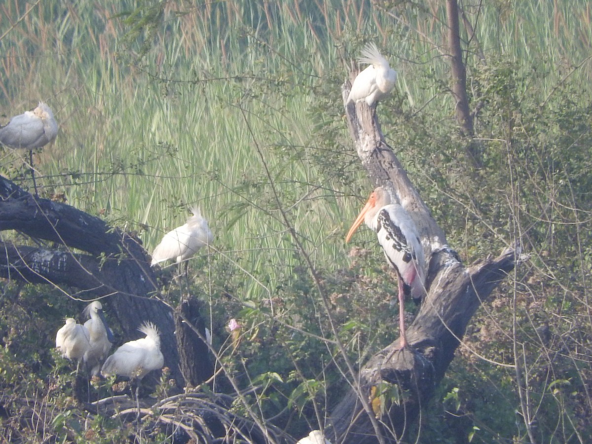 Painted Stork - ML647168255