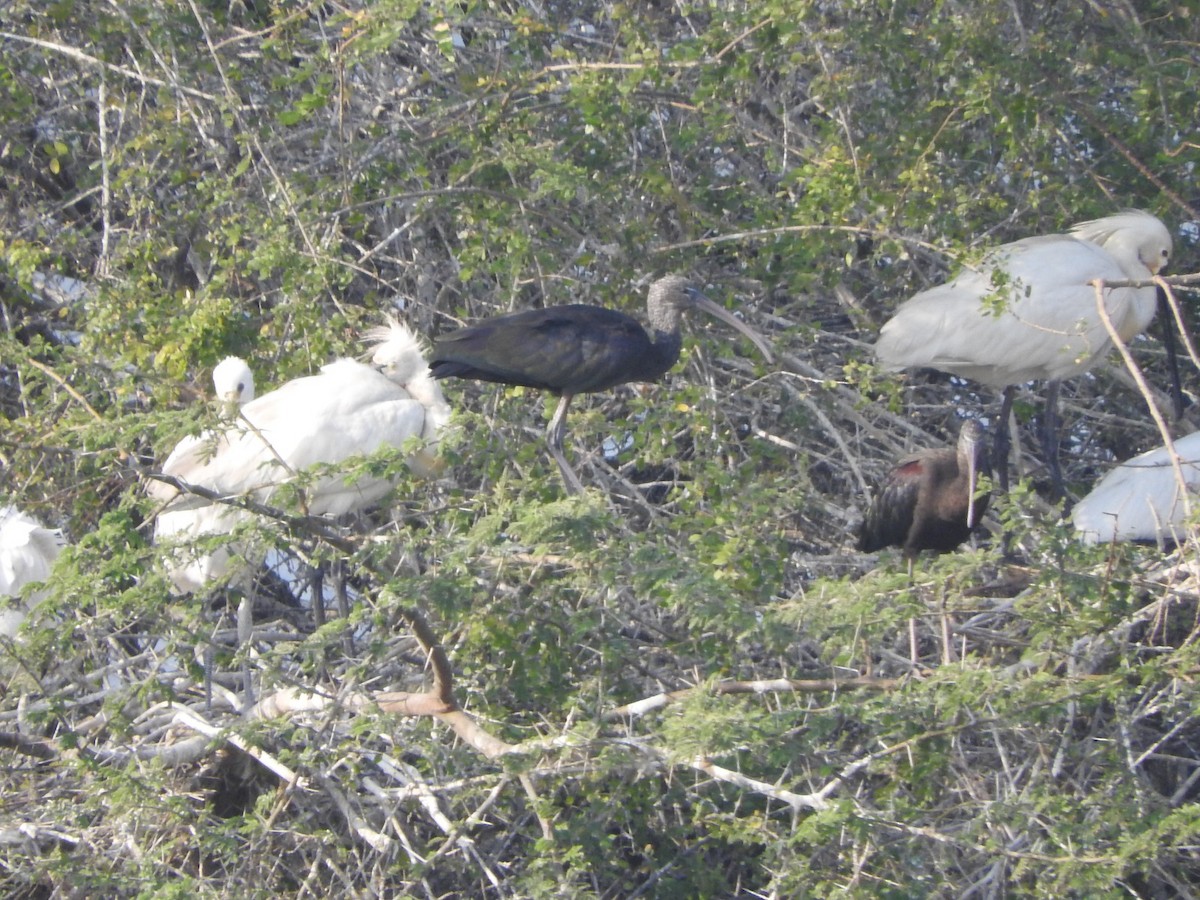 彩䴉 - ML647168264