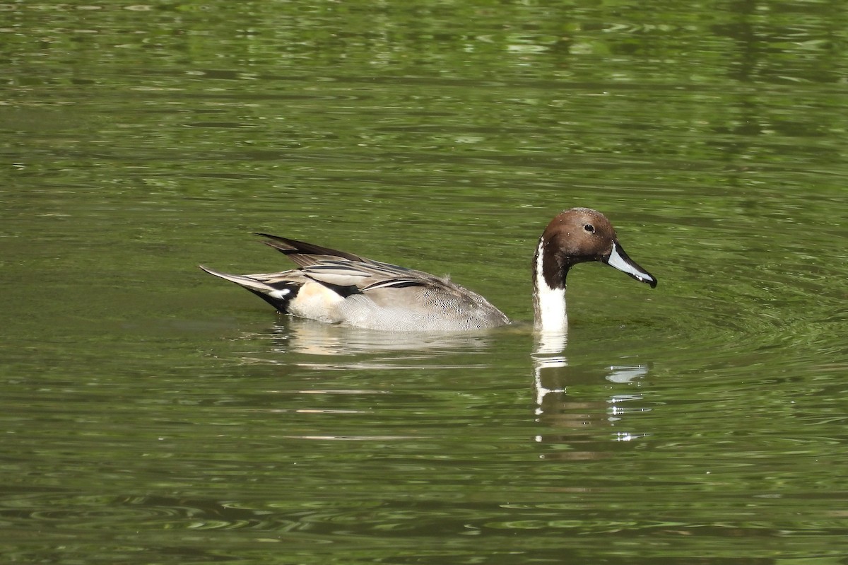 Ánade Rabudo - ML647168265