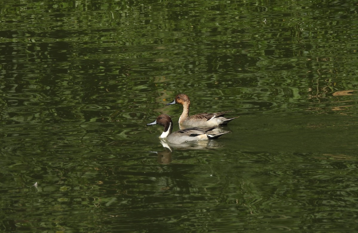 Ánade Rabudo - ML647168266