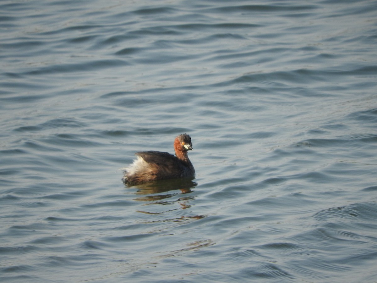 Little Grebe - ML647168268