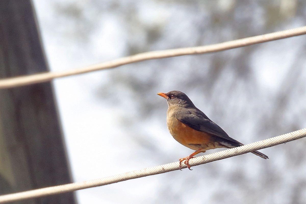 Эфиопский дрозд - ML647168271