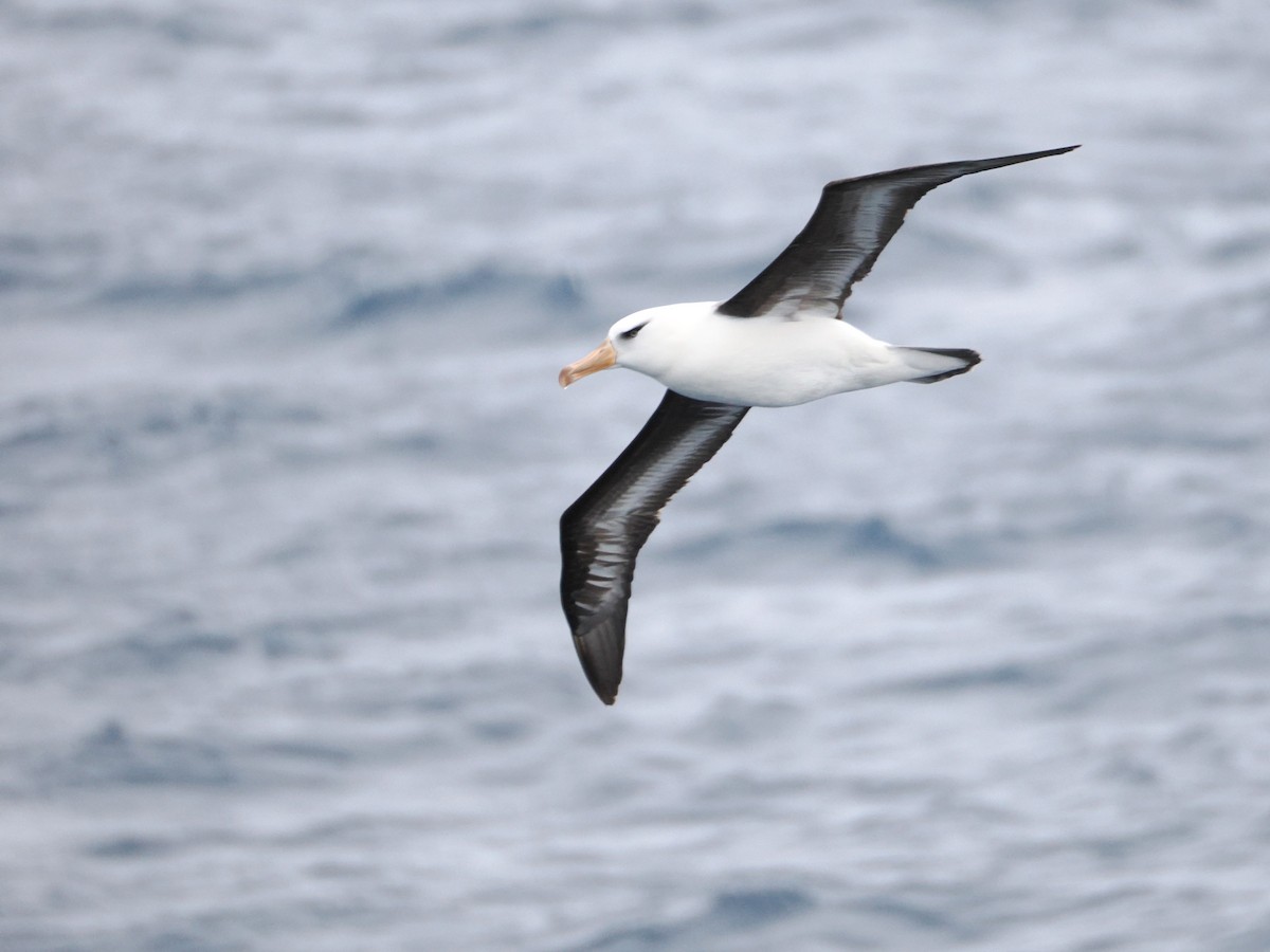 Black-browed Albatross (Campbell) - ML647168274