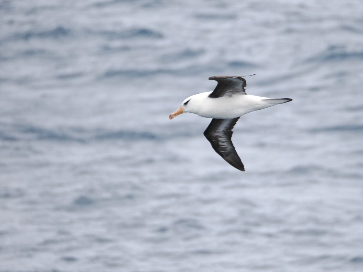 Black-browed Albatross (Campbell) - ML647168277