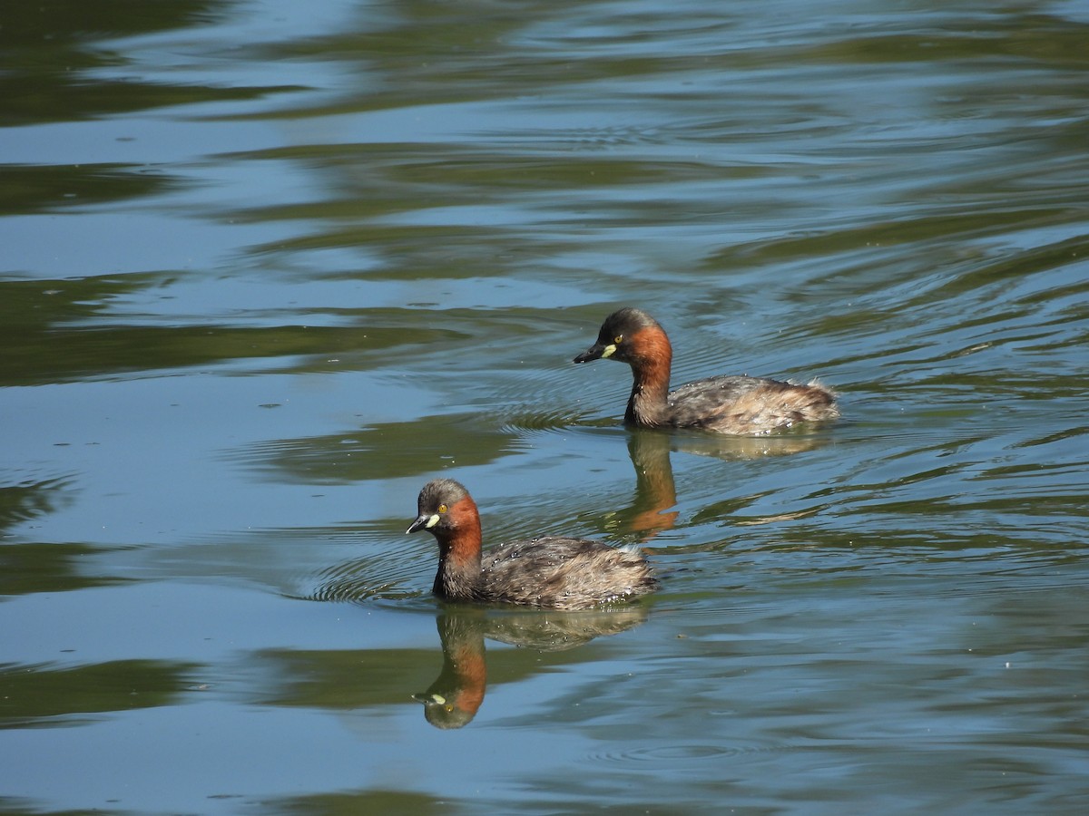 Хурган шунгуур - ML647168282