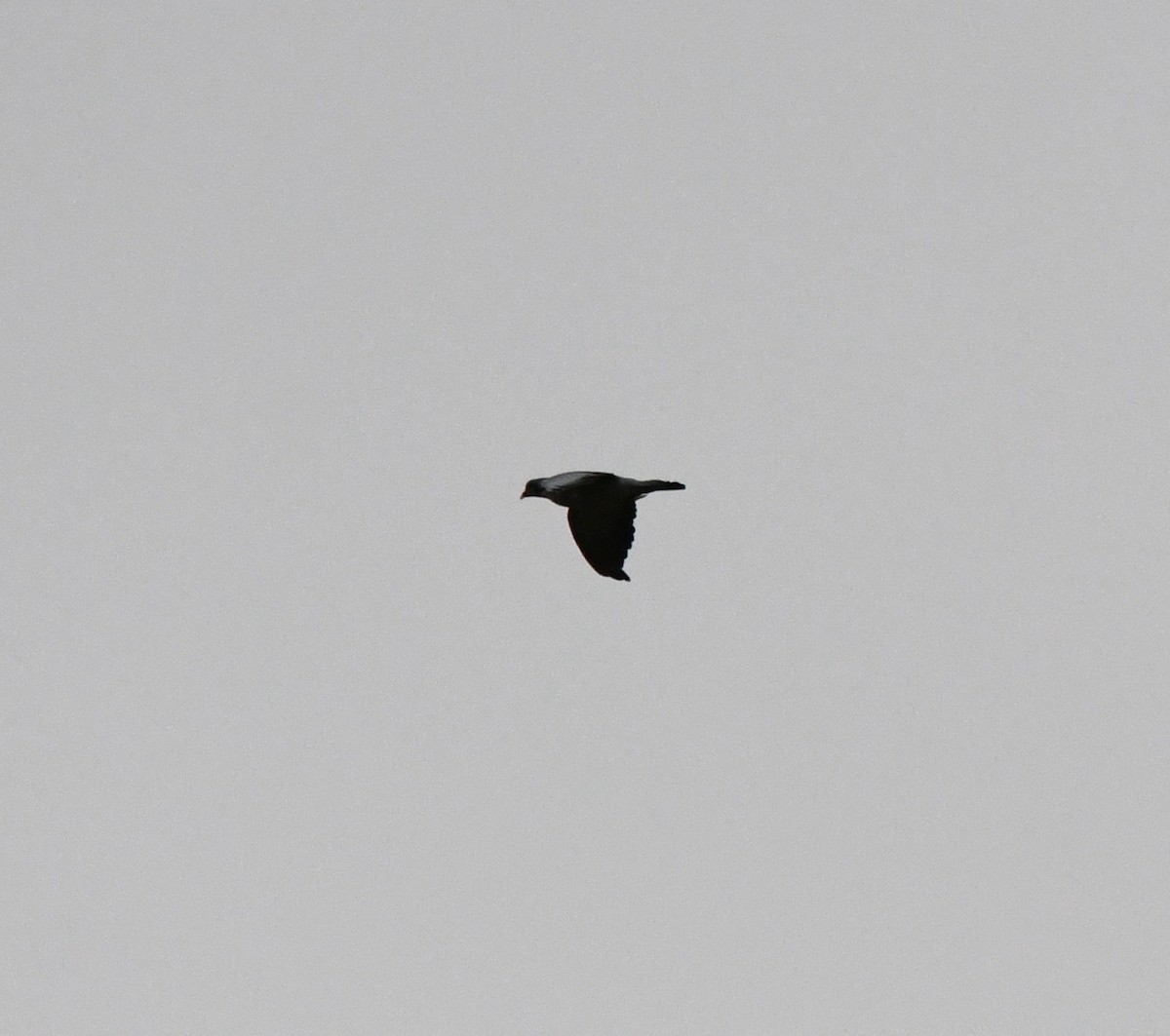 Stock Dove - ML647168286