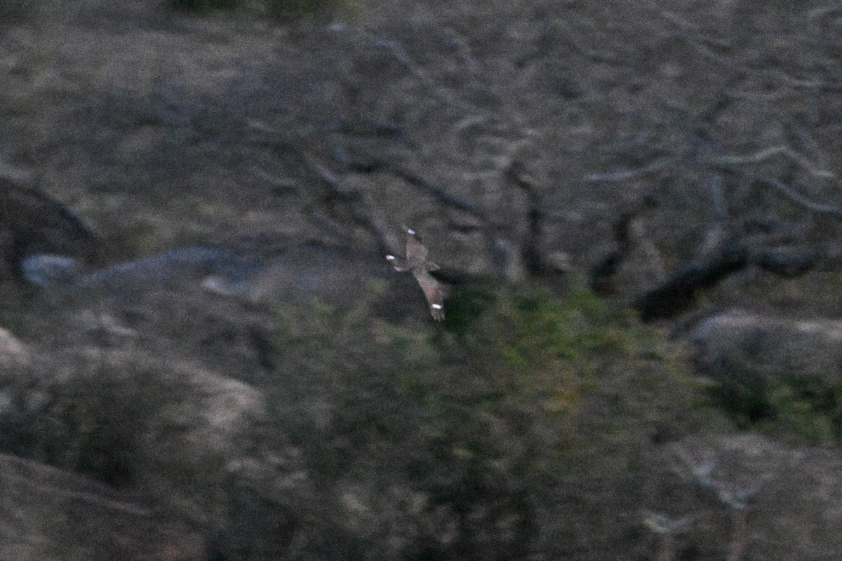 Freckled Nightjar - ML647168304