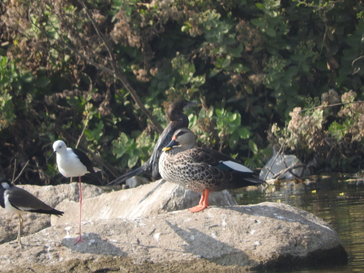 Indian Spot-billed Duck - ML647168306