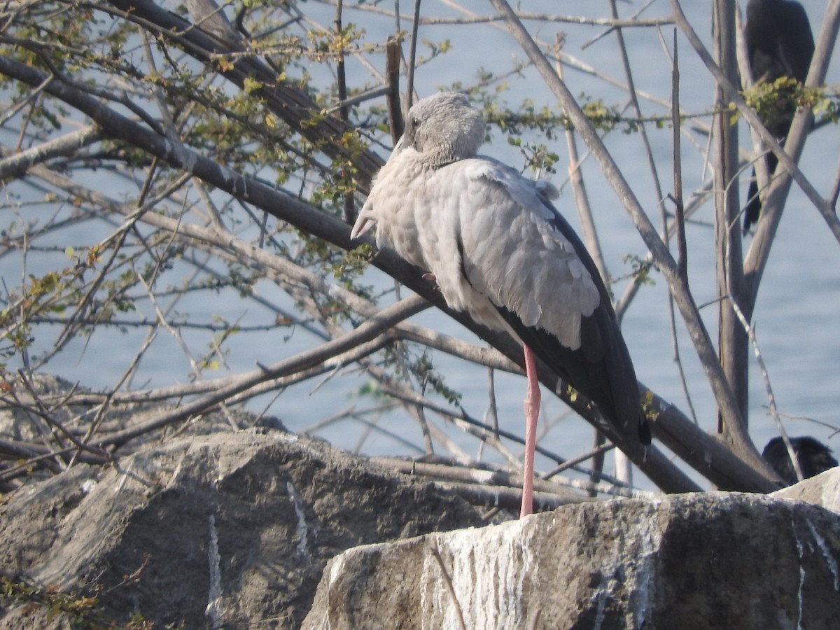 Asian Openbill - ML647168314