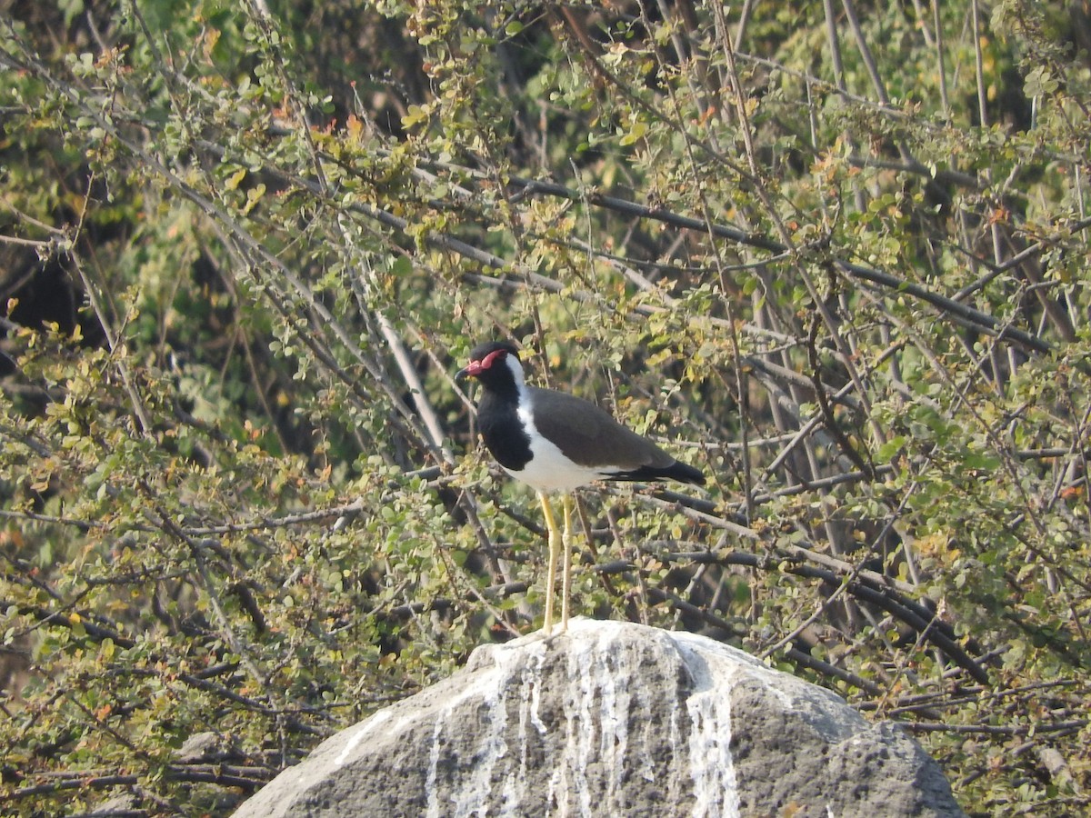 Red-wattled Lapwing - ML647168315