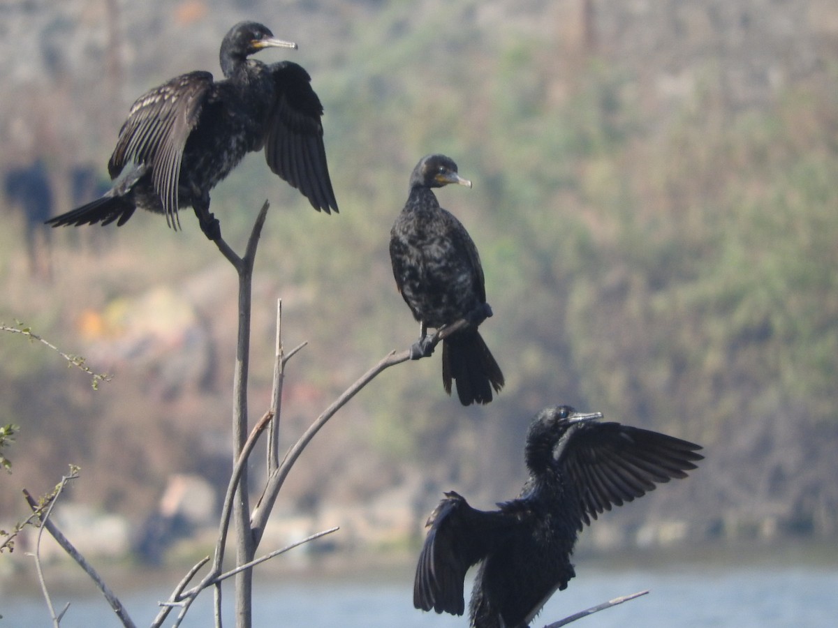 Indian Cormorant - ML647168316