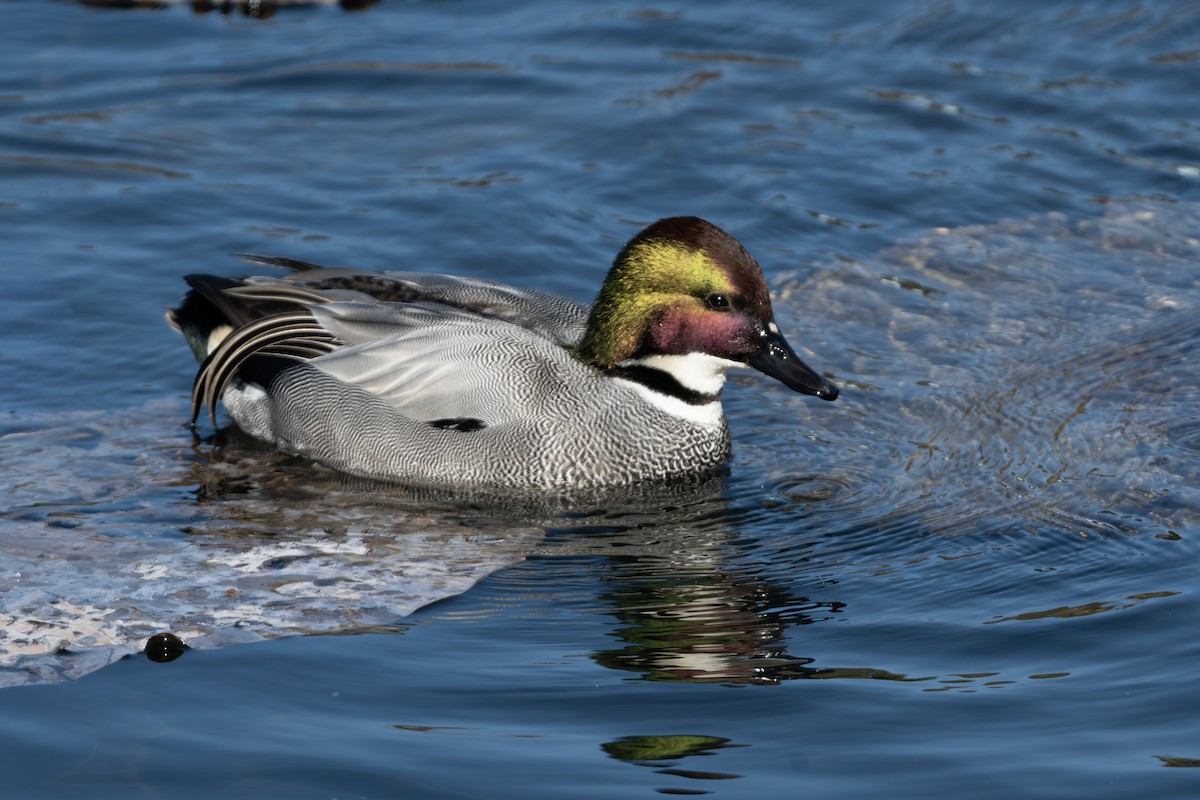 Falcated Duck - ML647168318