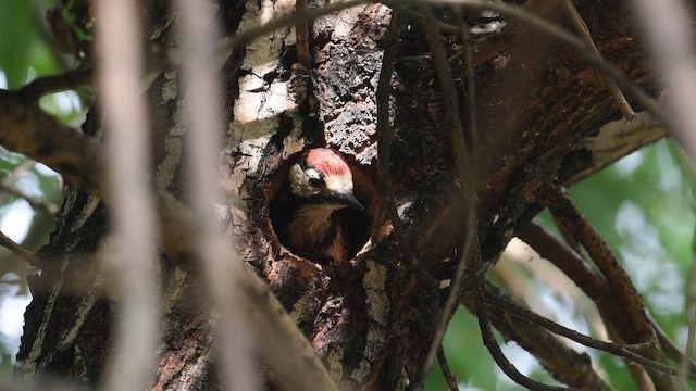 Orman Alaca Ağaçkakanı - ML647168328